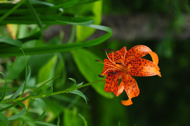 Обои картинки фото цветы, лилии, лилейники, крапинки