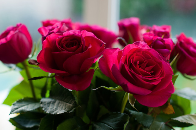 Обои картинки фото цветы, розы, красный