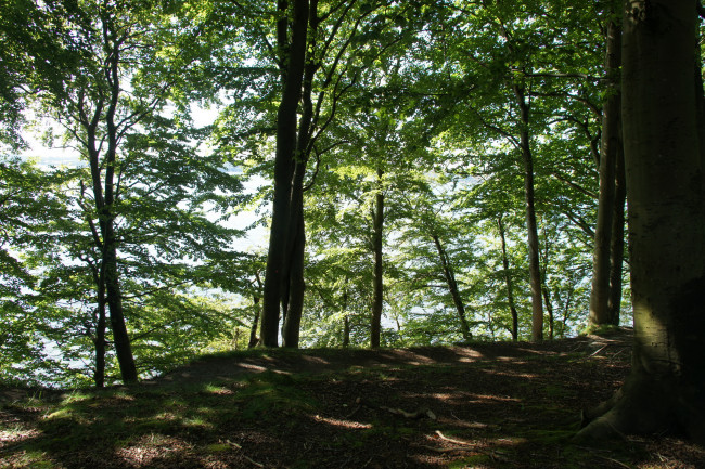 Обои картинки фото дания, обенро, природа, лес