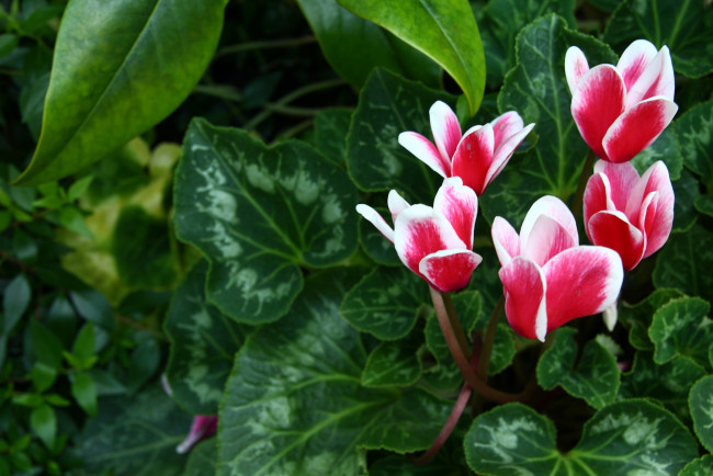 Обои картинки фото цветы, цикламены, пестрый