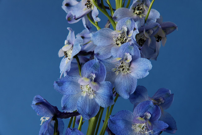 Обои картинки фото цветы, дельфиниум, голубой