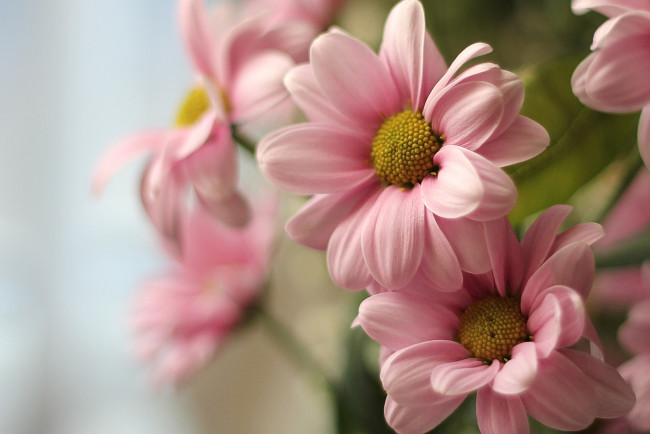 Обои картинки фото цветы, хризантемы, розовый, хризантема