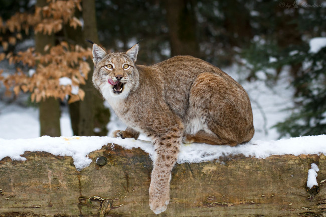 Обои картинки фото животные, рыси, облизывается