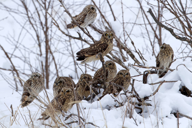 Обои картинки фото животные, совы, дерево, стая
