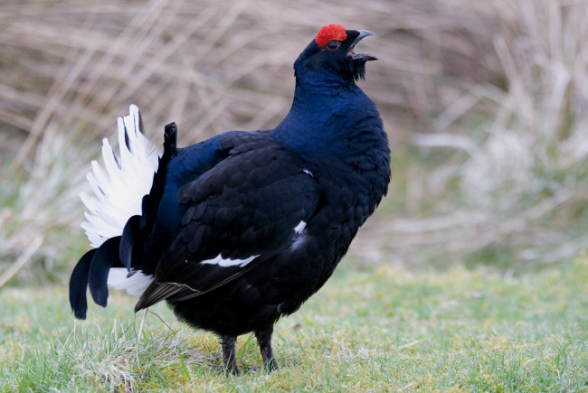 Обои картинки фото животные, глухари, тетерева, фазаны, хвост, тетерев, красавец