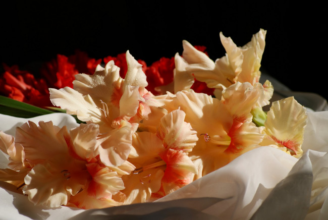 Обои картинки фото цветы, гладиолусы, гладиолус