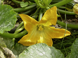 Картинка рисованные цветы цветок тыквы