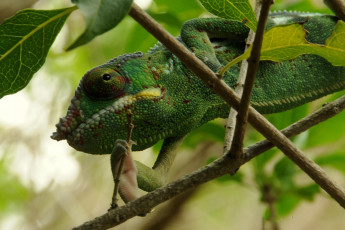 Картинка животные хамелеоны ветки хамелеон