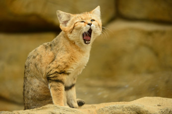 Картинка животные дикие+кошки язык кошка взгляд sand cat зевает