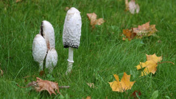 Картинка природа грибы трава