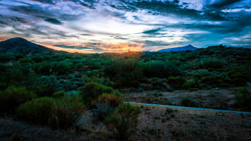 Картинка природа пейзажи кусты