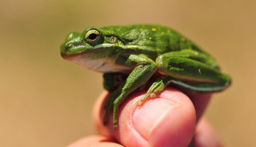 Картинка животные лягушки палец лягушка
