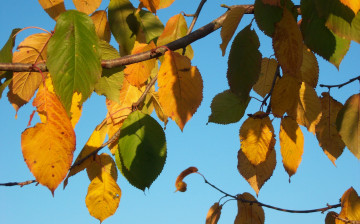 Картинка природа листья осень