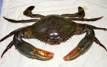 Картинка животные крабы +раки клешни