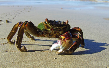 Картинка животные крабы +раки клешни