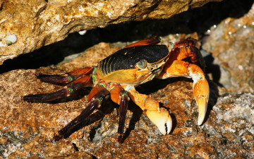 Картинка животные крабы +раки клешни