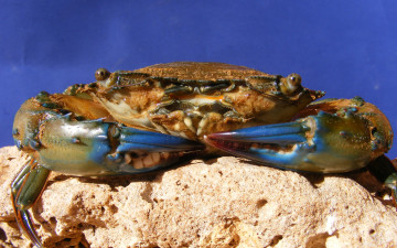 Картинка животные крабы +раки клешни