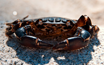 Картинка животные крабы +раки клешни