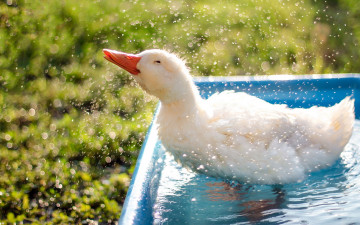Картинка животные утки duck refreshment droplets bokeh animal