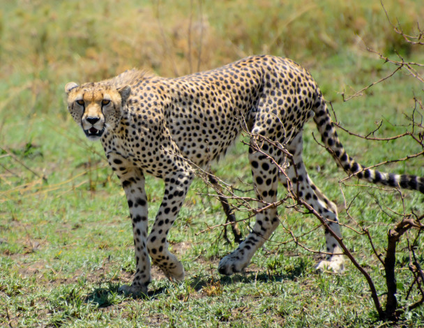 Обои картинки фото животные, гепарды, гепард, кошка, трава