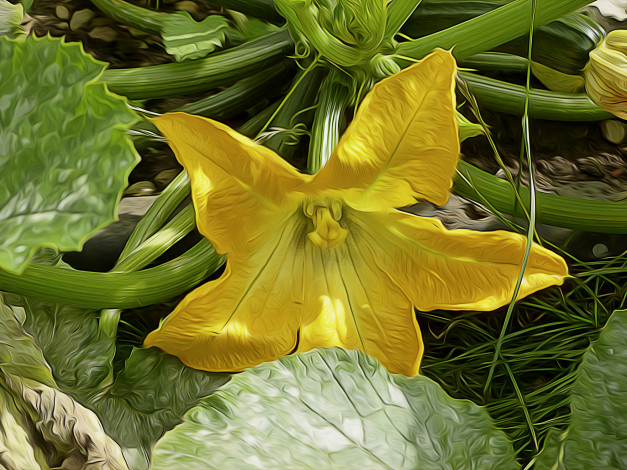 Обои картинки фото рисованные, цветы, цветок, тыквы