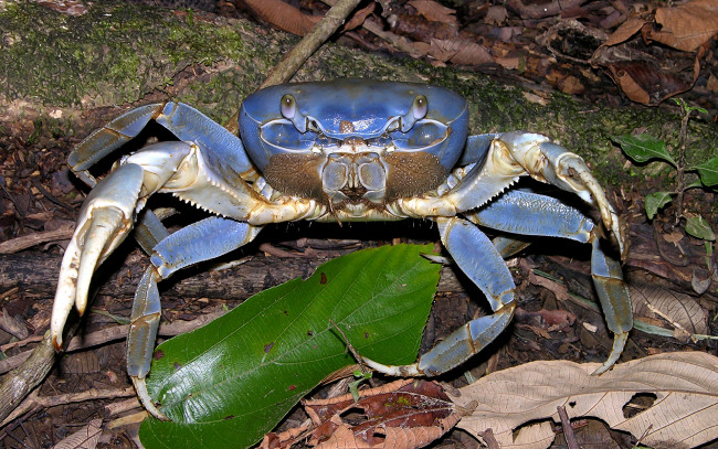 Обои картинки фото животные, крабы,  раки, клешни