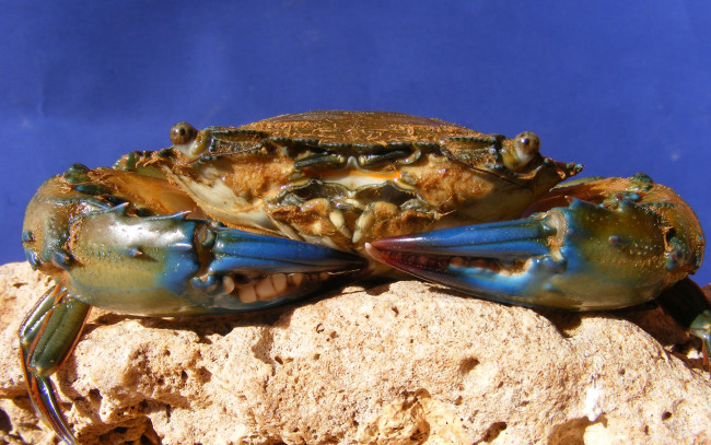 Обои картинки фото животные, крабы,  раки, клешни