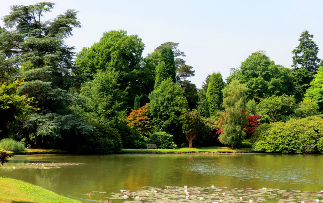 Обои картинки фото sheffield park garden england, природа, парк, england, sheffield, park, garden, кусты, пруд, деревья