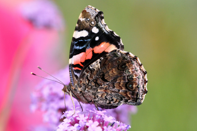Обои картинки фото животные, бабочки, крылья