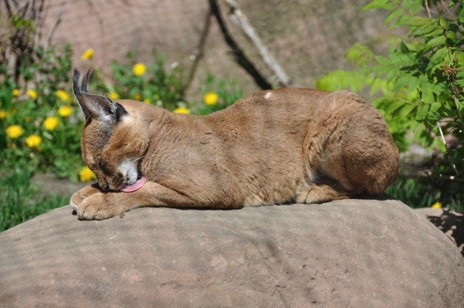 Обои картинки фото животные, рыси, каракал, степная, рысь, кошка, язык, камень