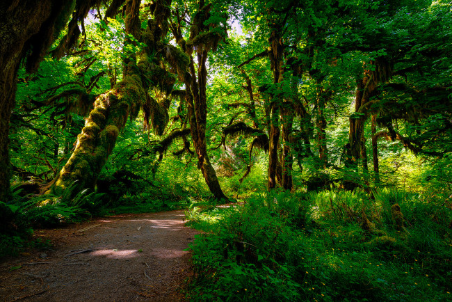 Обои картинки фото природа, лес, джунгли