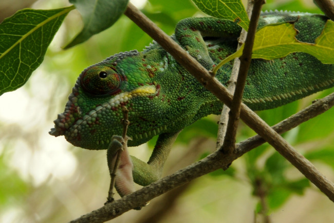 Обои картинки фото животные, хамелеоны, ветки, хамелеон