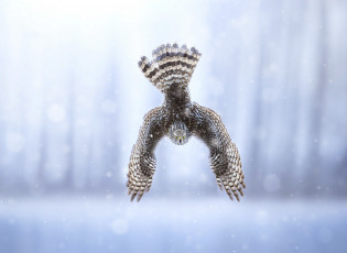 Картинка животные птицы+-+хищники крылья вниз полёт птица