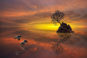 Картинка животные пеликаны рассвет