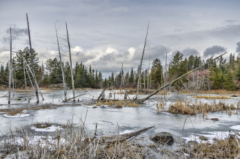Картинка природа реки озера река лес