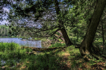 Картинка природа реки озера река лес