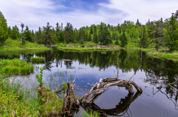 Картинка природа реки озера река лес