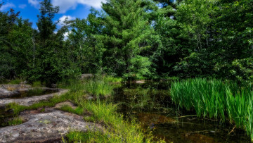 Картинка природа реки озера река лес