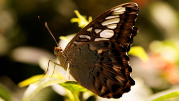 Картинка животные бабочки +мотыльки +моли листья бабочка макро