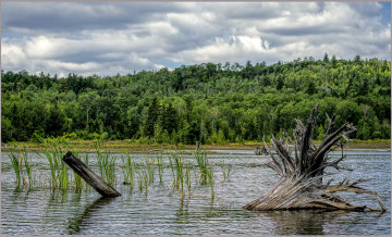 Картинка природа реки озера река лес