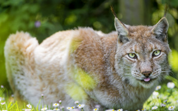 Картинка животные рыбы рысь природа зелень лето