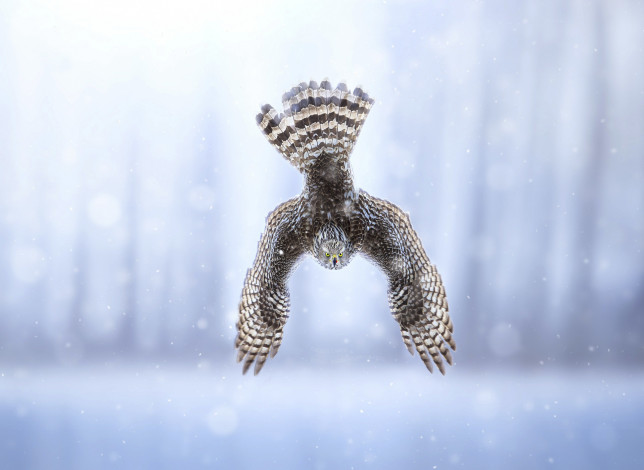 Обои картинки фото животные, птицы - хищники, крылья, вниз, полёт, птица