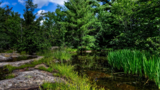 Обои картинки фото природа, реки, озера, река, лес