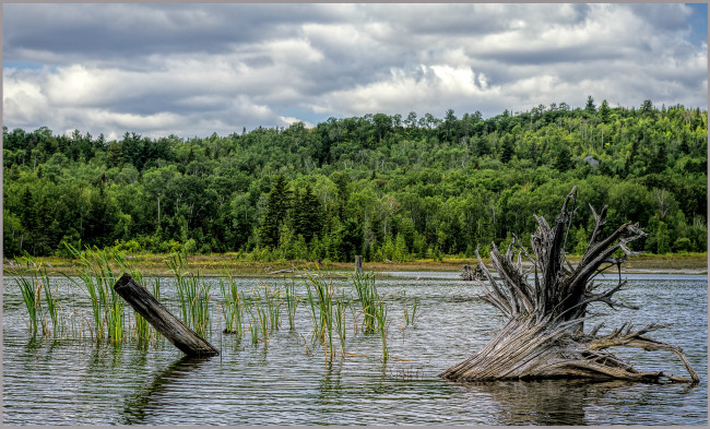 Обои картинки фото природа, реки, озера, река, лес