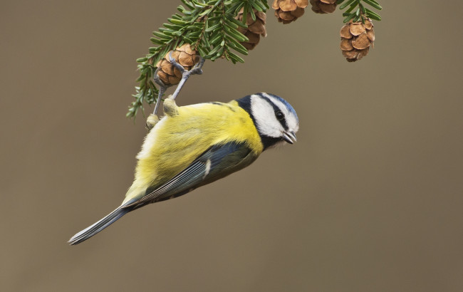 Обои картинки фото животные, синицы,  лазоревки, синица, ветка, шишки