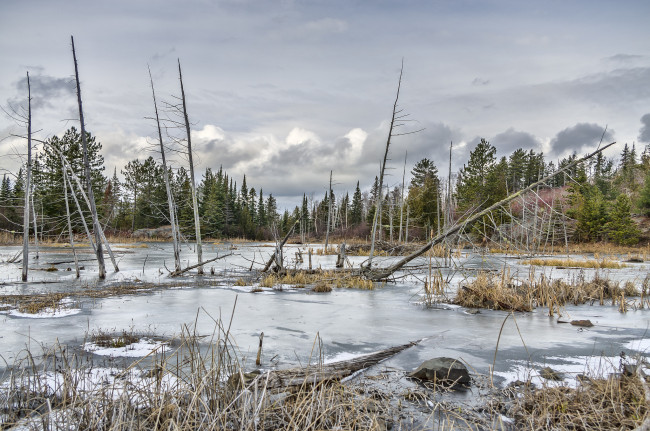 Обои картинки фото природа, реки, озера, река, лес