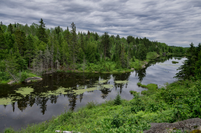 Обои картинки фото природа, реки, озера, река, лес