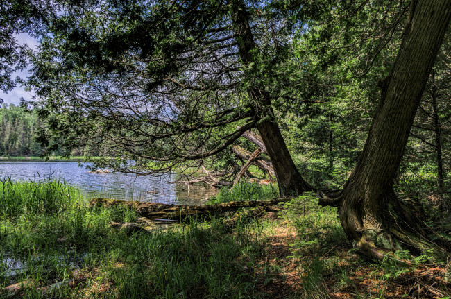 Обои картинки фото природа, реки, озера, река, лес