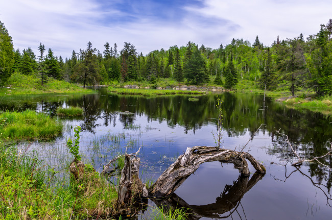 Обои картинки фото природа, реки, озера, река, лес