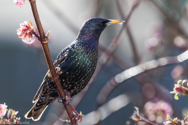 Обои картинки фото животные, птицы, весна, ветки